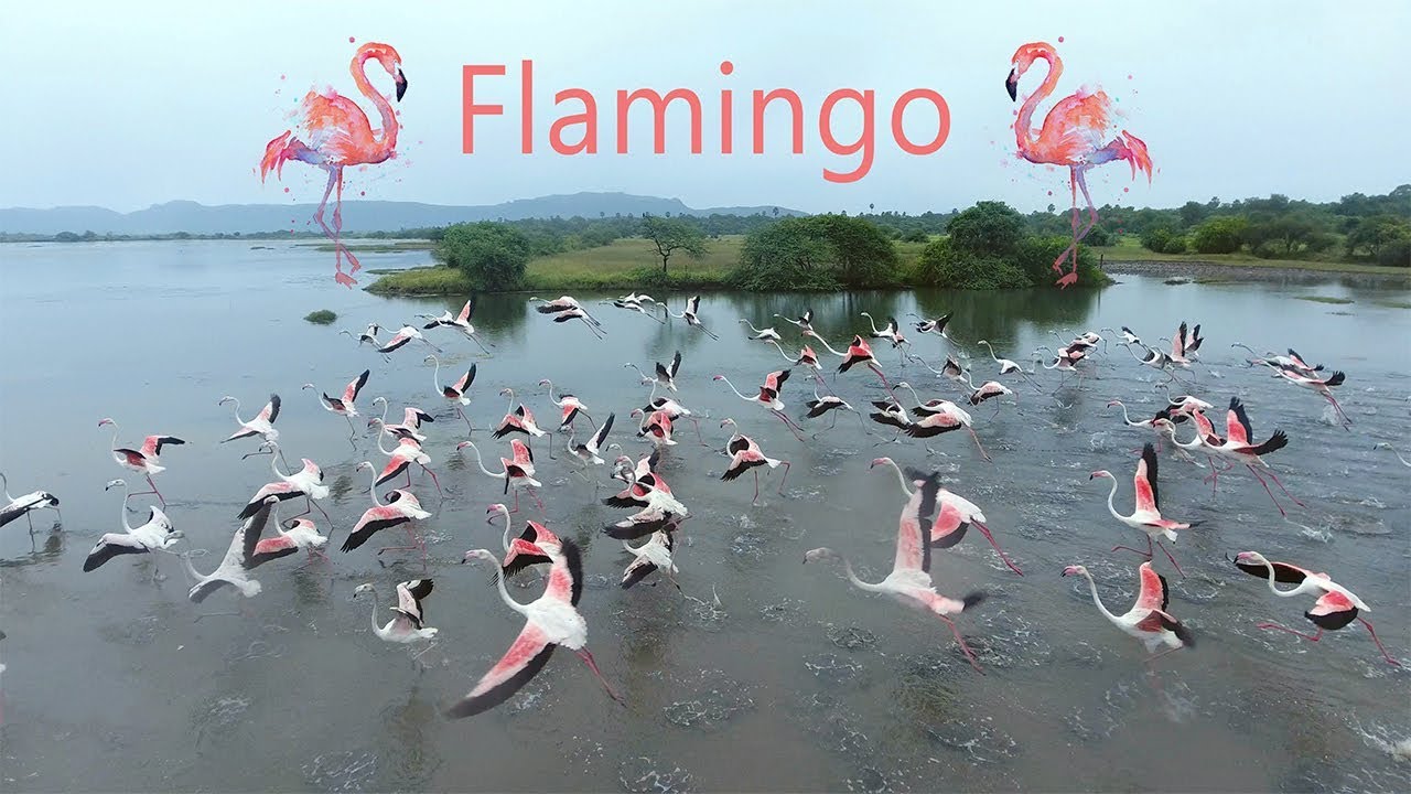 Flamingos 4K Aerial Video by ARS Aerial Video Photography (Ultra HD