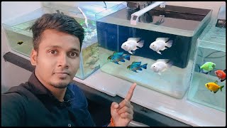 🤩🤯புது மீன் வாங்கிட்டேன் blue ram🔥🤩|platinum polar parrot|guppies|assassin snails #aquarium #tamil