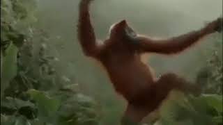 So Basically Im Monky