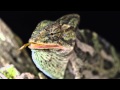 Chameleon Eating a GrassHopper