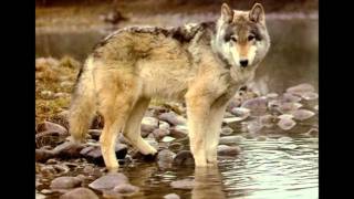 Wolves-Slideshow