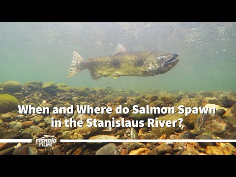 Where and When do Salmon Spawn in the Stanislaus River?