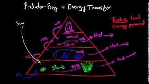 Predator-Prey and Energy Transfer
