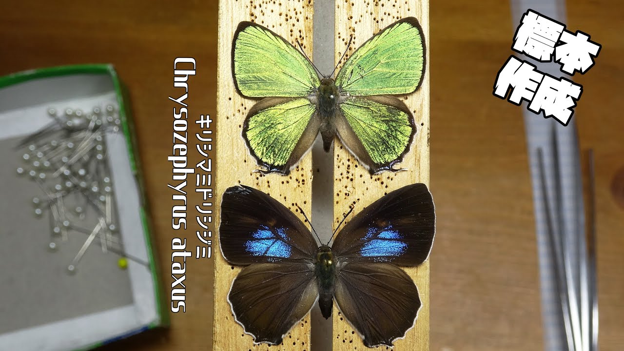 蝶の標本　ギフ、シナシボリの仲間(特)