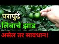 वास्तुशास्त्रा नुसार घरापुढे लिंबाचे झाड असणे शुभ की अशुभ? Lemon tree direction as per Vastu Shastra