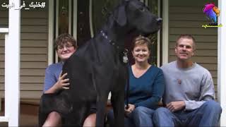 هذا هو أطول وأضخم كلب في العالم لن تصدق ماذا حدث له 