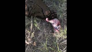 Nebraska Merriam Hunt