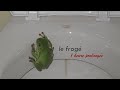 Le frog 1 hour loop