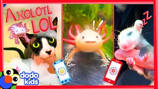We Bet These Axolotls Will Make You Laugh | Laugh To School | Dodo Kids