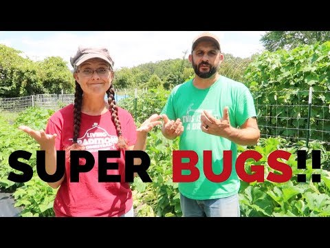 Video: How to deal with beetle larvae in the garden