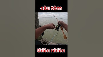 câu tôm càng xanh 9 #huynhkhoafishing #fishing #mientay #câutôm #câutôm