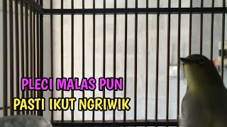 Masteran Pleci Biar Cepat Ngriwik || Pancingan Pleci Ngriwik Ampuh