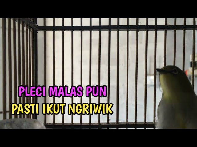 Masteran Pleci Biar Cepat Ngriwik || Pancingan Pleci Ngriwik Ampuh class=