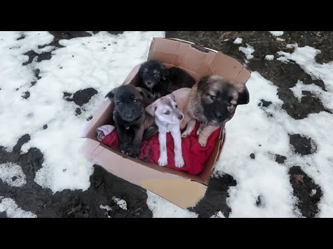 Video: Induk & Anak Anjing Diangkut Keluar dari Kill Shelter & Diadopsi Terima Kasih kepada Pelanggan iHeartDogs!