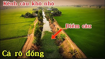 Câu cá rô đồng