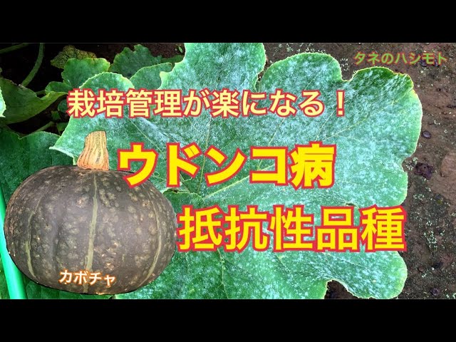 かぼちゃの栽培 うどんこ病抵抗品種 タネのハシモト Youtube