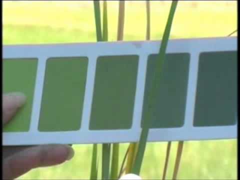 Irri Leaf Color Chart