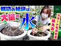 【家庭菜園 初心者】ミニトマト成功率アップのカギは≪水≫にあり！スタートダッシュを決める植え付けのコツ【トキタ種苗】