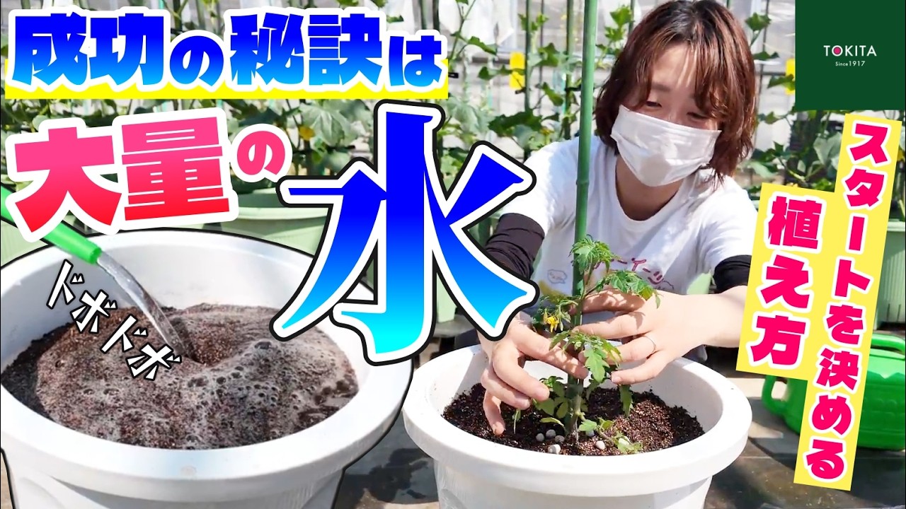 【家庭菜園 初心者】ミニトマト成功率アップのカギは≪水≫にあり！スタートダッシュを決める植え付けのコツ【トキタ種苗】