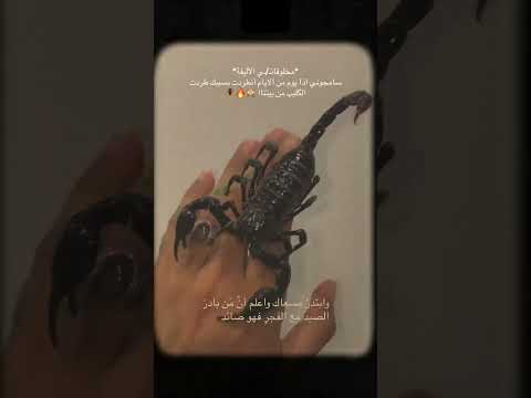 أصالات شبكية عنكبوت ترانتولا عقرب الأمبراطور وبعض المخلوقات تربيتي في المنزل