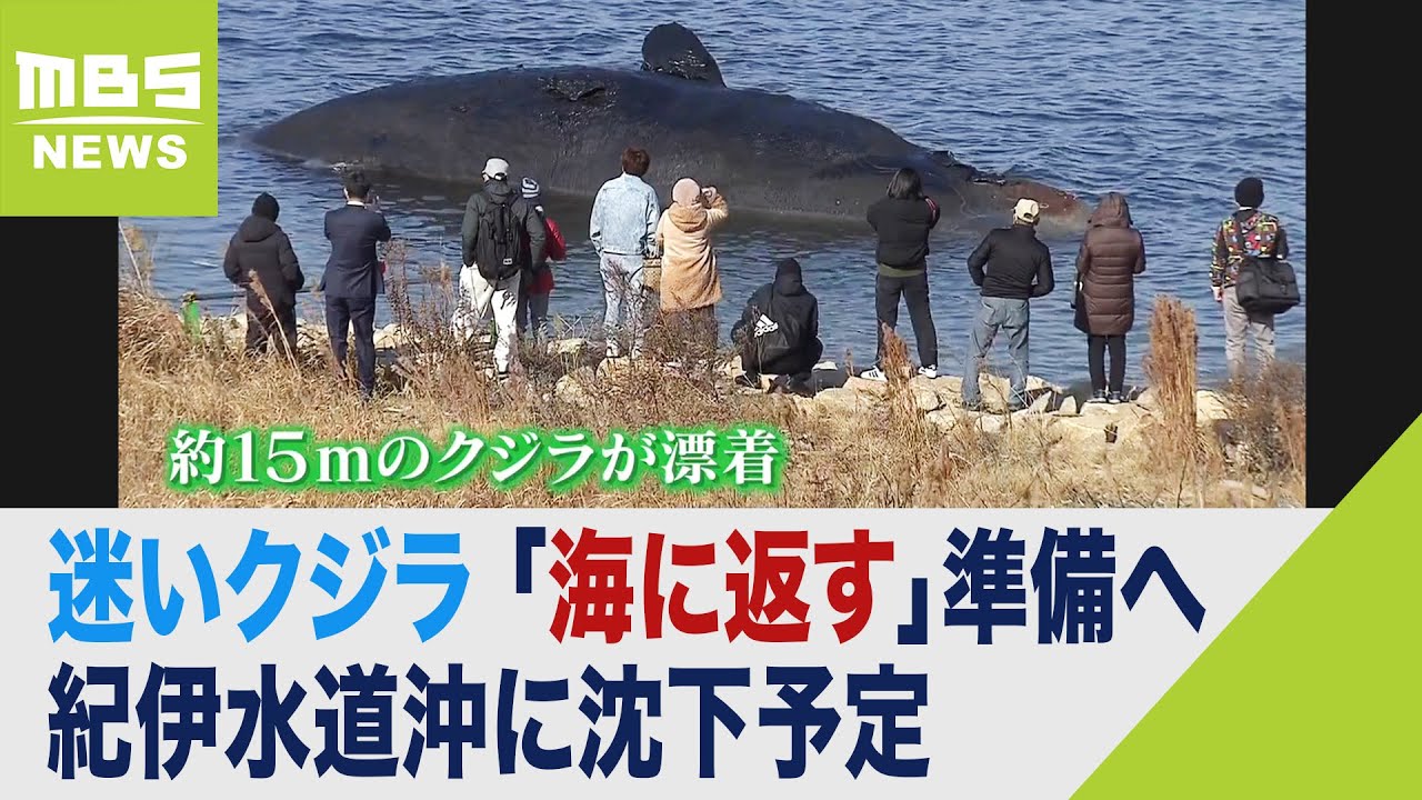 大阪の迷いクジラ『18日朝からガス抜きや移動作業』…紀伊水道沖に