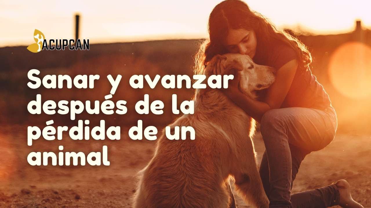 La CULPA en el DUELO animal | Herramientas para GESTIONAR esta EMOCIÓN