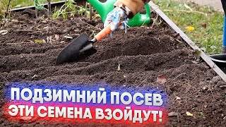 видео: Подзимний посев   эти семена взойдут! картинка: Подзимний посев   эти семена взойдут!