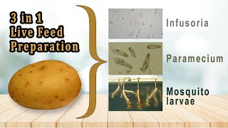 Infusoria Culture Malayalam |  paramecium culture | mosquito larvae Live Feed Preparation