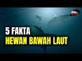 ​"TERUNGKAP! 5 Rahasia Hewan Laut Paling Aneh &amp; Menakjubkan di Dunia! (Bikin Gak Percaya)"