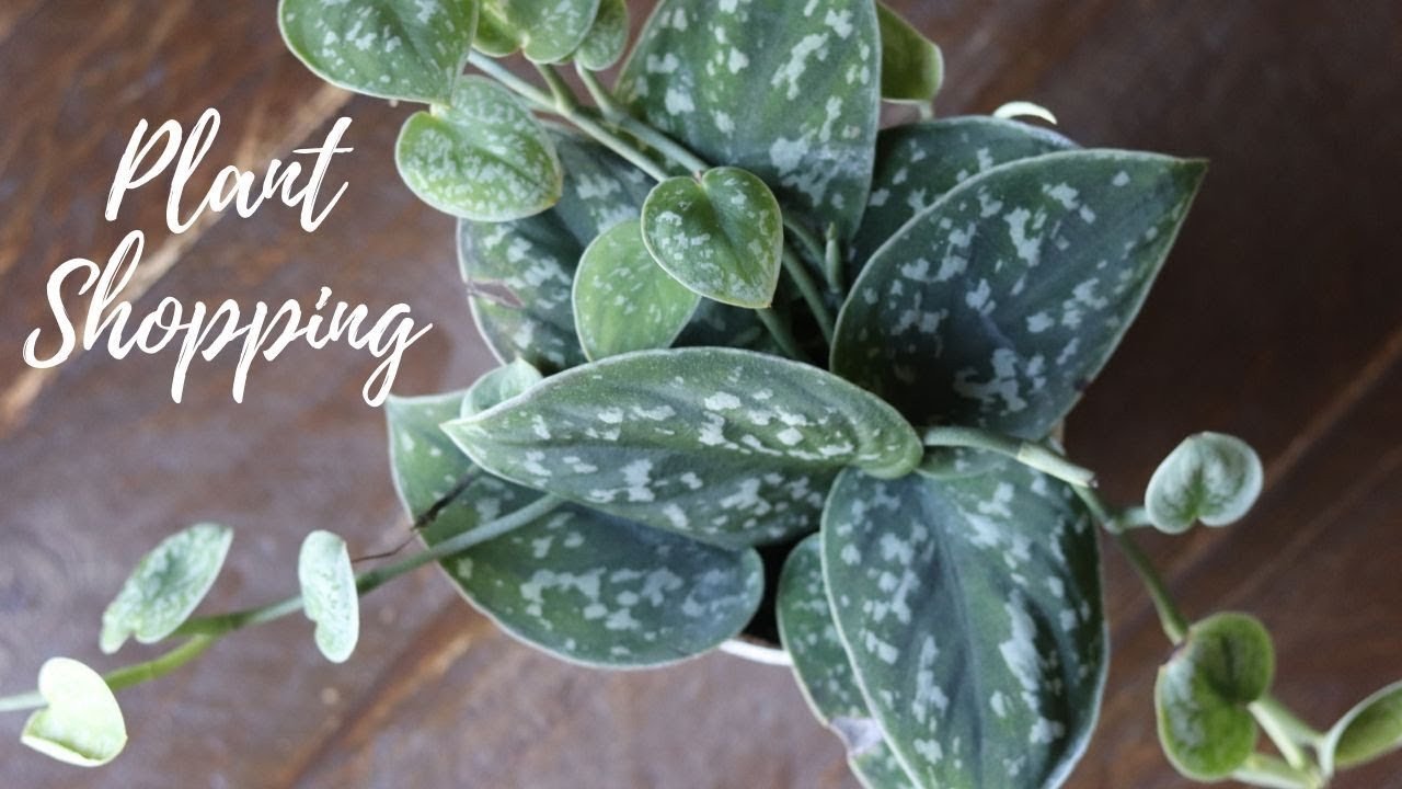 Come PLANT SHOPPING with me Plant Haul YouTube