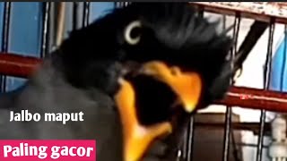 Download Lagu PANCINGAN JALAK KEBO ANTI STRES√Ryan01 MP3