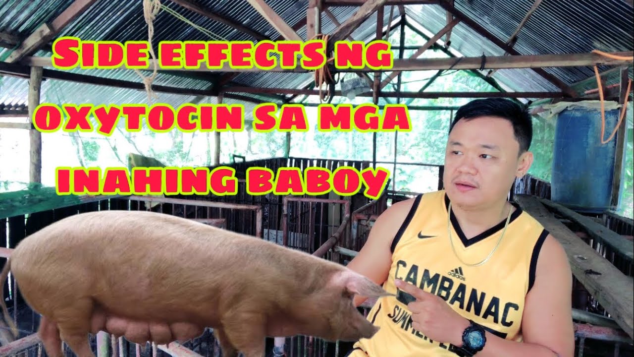 Ano ang masamang epekto ng oxytocin sa mga inahing baboy | Ryan Patenio