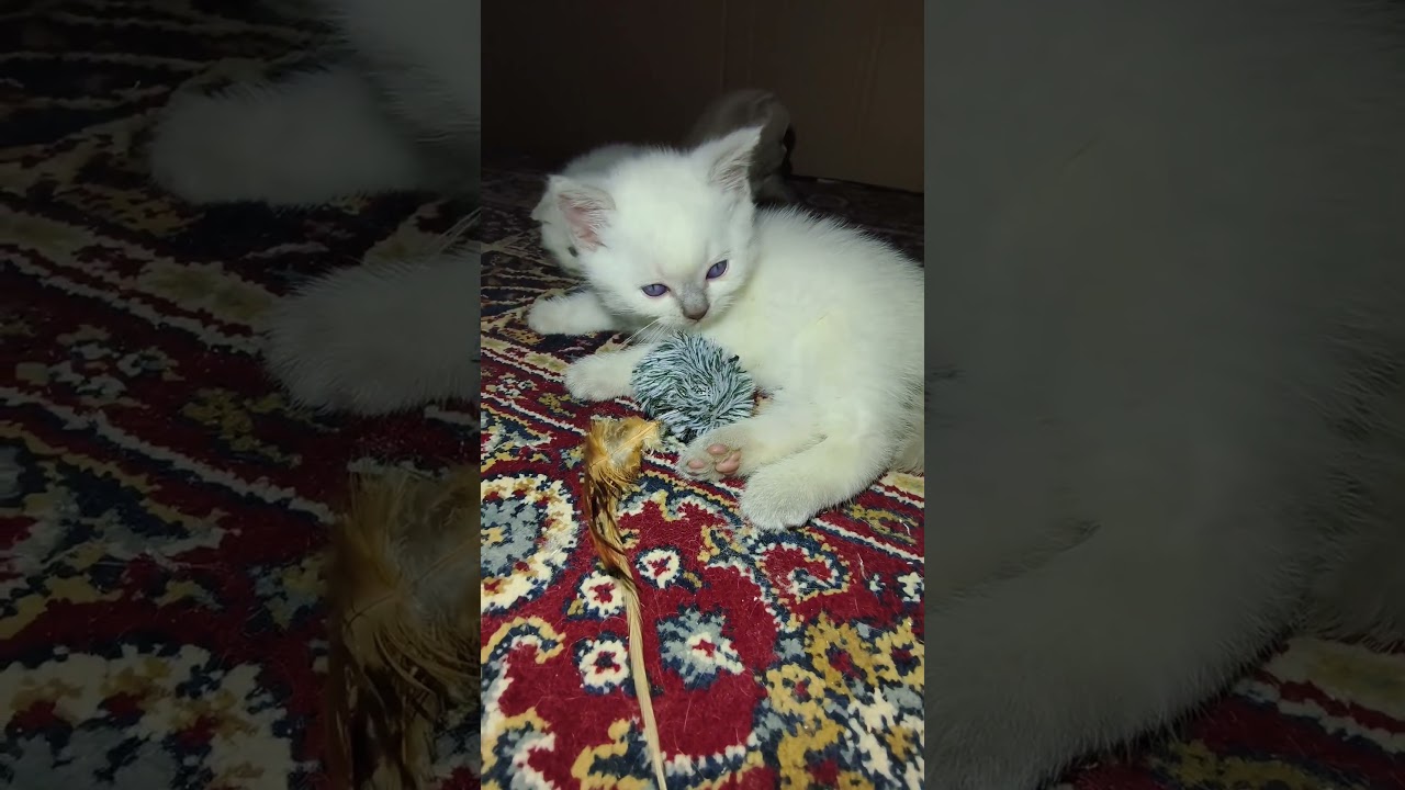 Scottish Fold e Scottish Straight