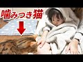 大人には噛みつく暴れ猫は子供にはとても優しい