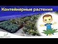 Контейнерные растения: особенности и правила выбора