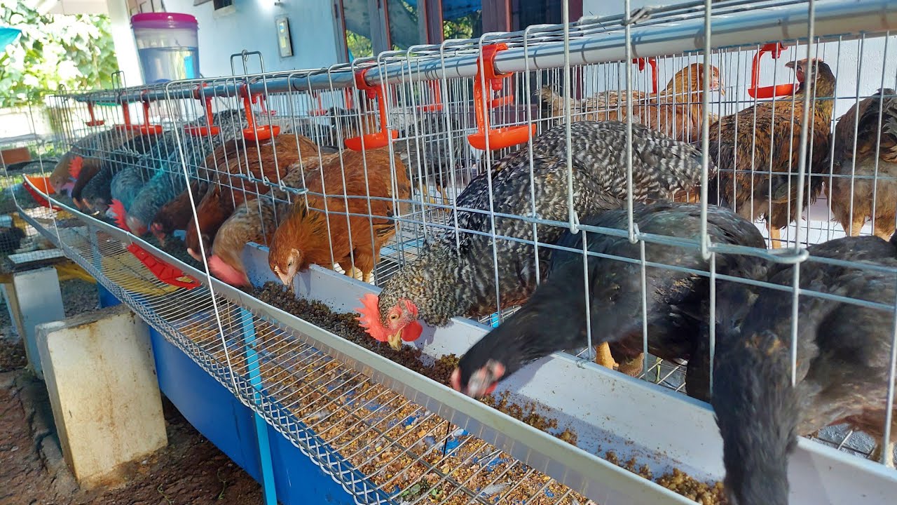 ക്രോയിലർ കോഴി വളർത്തൽ | Kuroiler and Saso chicken farming