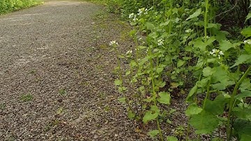 Prevent the Spread of Invasive Species