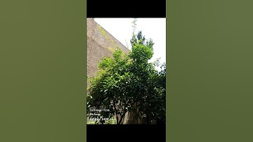 #سورة #النازعات#بصوت #الشيخ_ماهر_المعيقلي