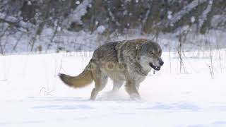 Forest Wolf |Snow Wolf | Most Danger Wolf 🐺 screenshot 5