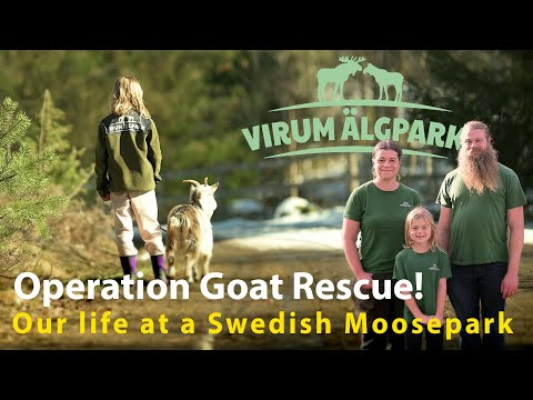 Our life at a Swedish Moosepark.....Operation Goat Rescue!
