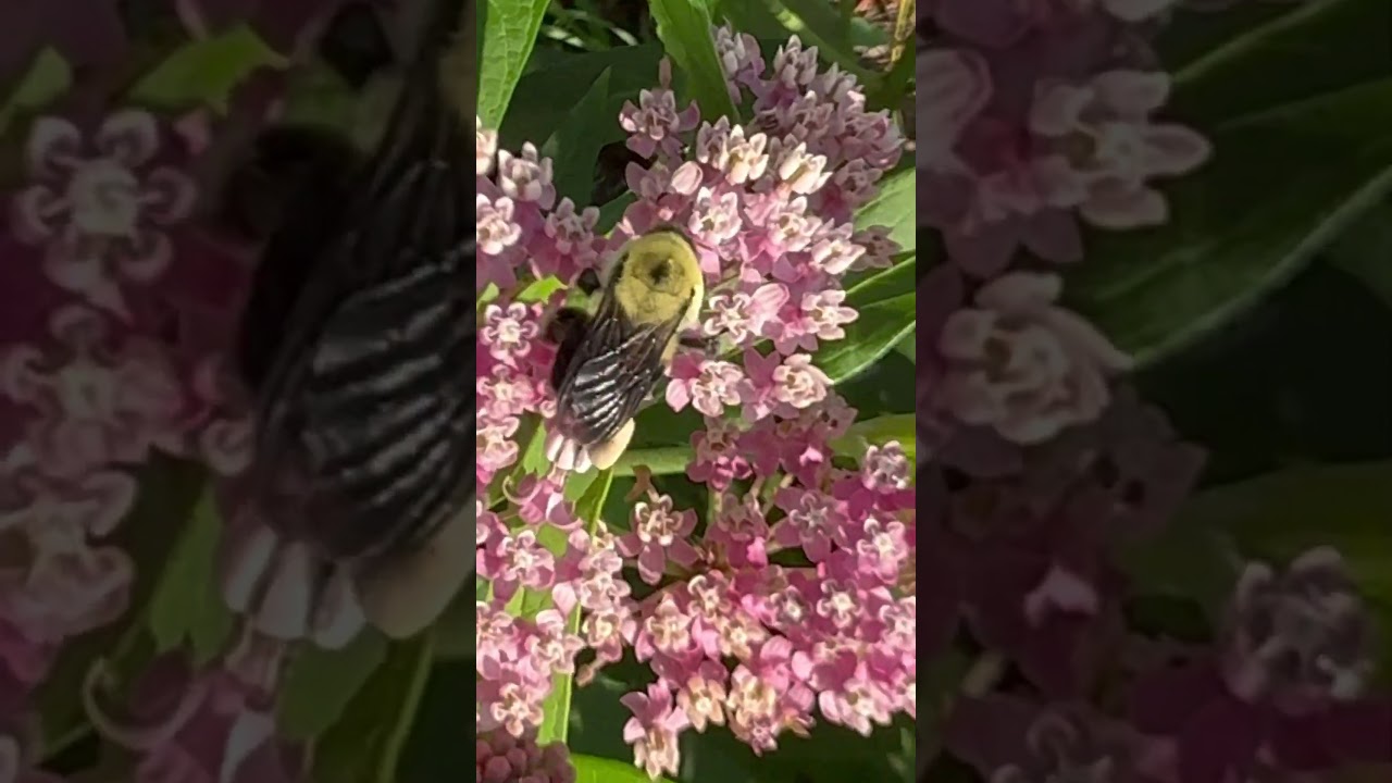 Bumblebee Bursting with Pollen | Nature’s Fuzziest Pollinator at Work