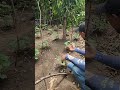 #videoviral asi esta las matas de pepino 🥒🥒