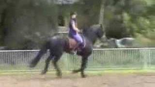 Z Dressage Stallion Available Thru Tailwind Friesians