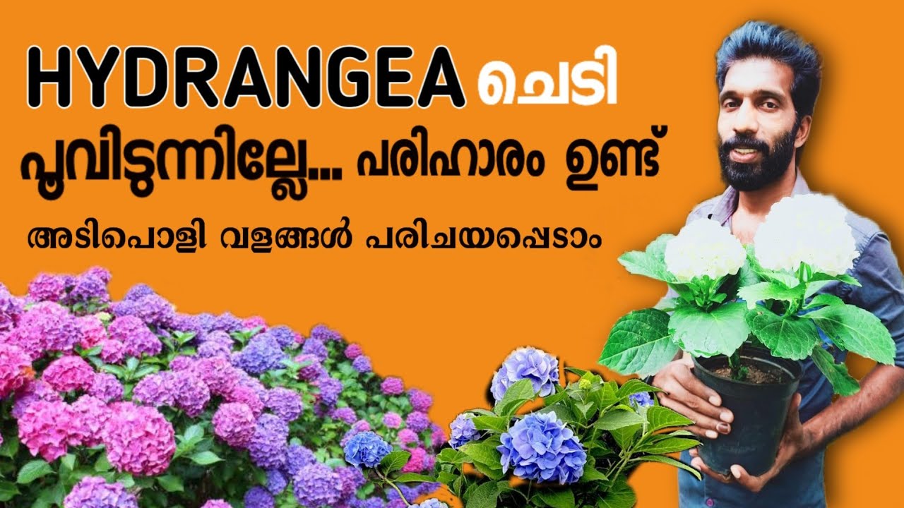  Hydrangea ചെടി പൂവിടാൻ അടിപൊളി വളം പരിചയപ്പെടാം | Shemiz Sk |