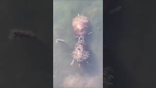 Turtle Slap #shorts