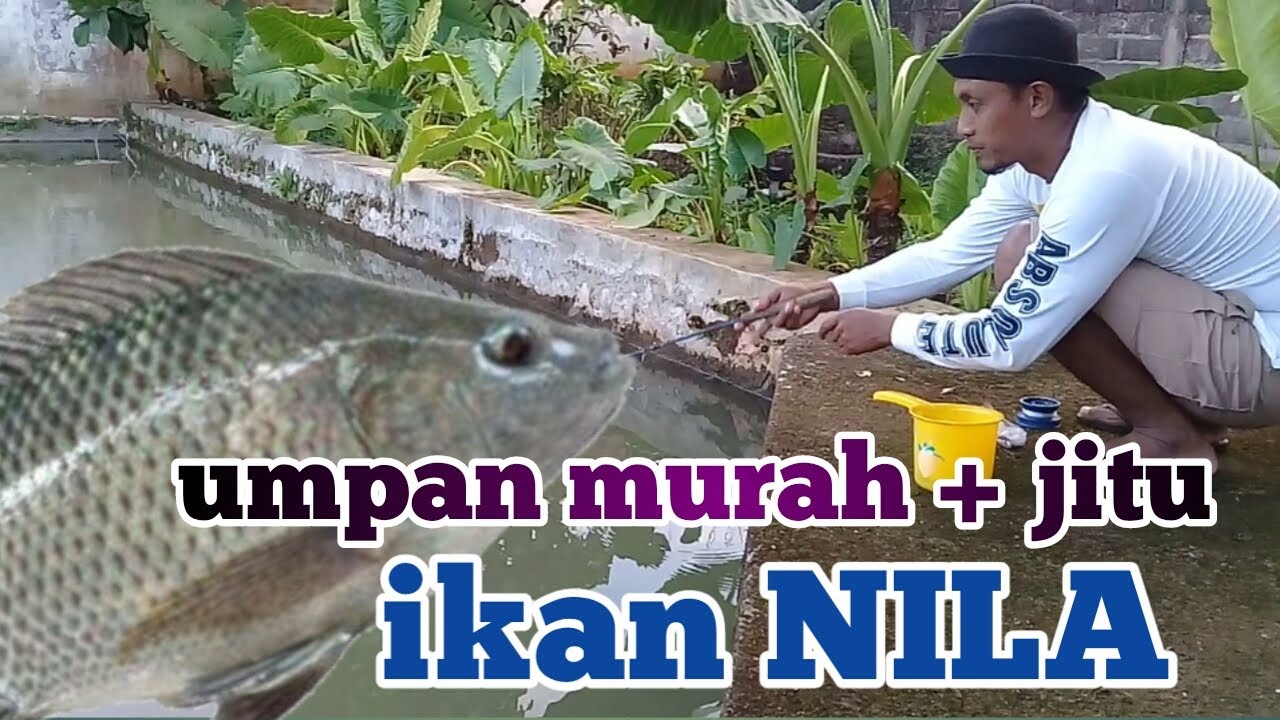 Umpan murah dan jitu untuk mancing ikan nila ||mang imunk mancing