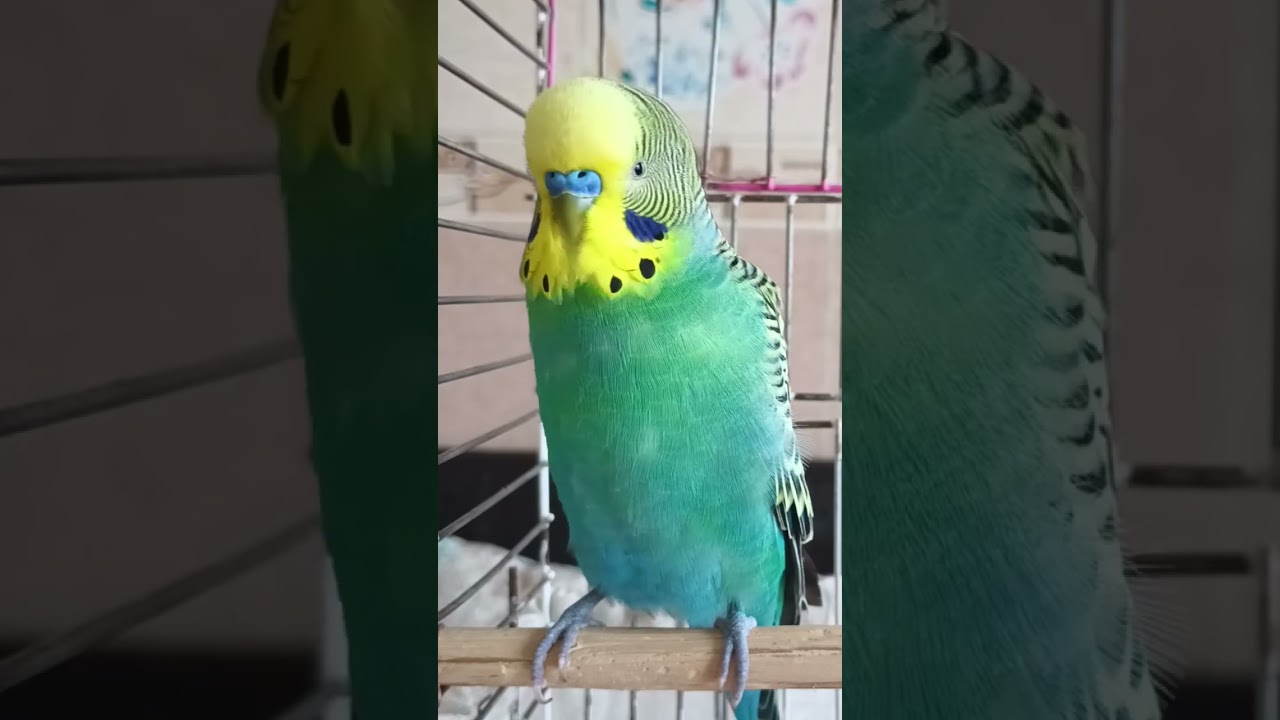 Şive Desen Oda Var 😁🫣 #budgies #talkingparot #muhabbetkuşu #birds #parakeet #parrot #funny #cute