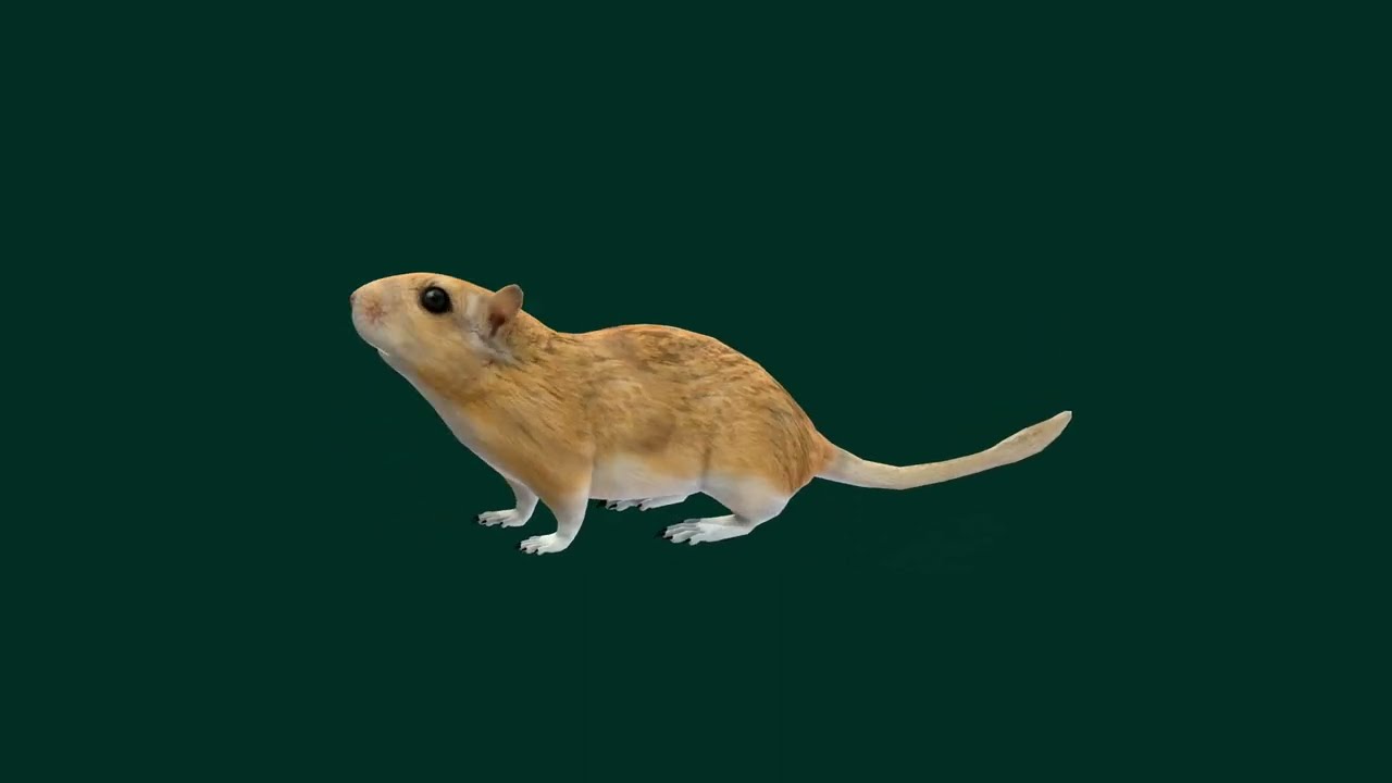 Mongolian Gerbil Rat Rodent - Superhive (formerly Blender Market)