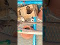 bird sound #zebrafinchbreeding #ytshorts