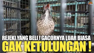 SANGAT LUAR BIASA BURUNG INI SAMPAI GACOR DOR GITU ! PANTESAN JADI INCARAN BANYAK ORANG !